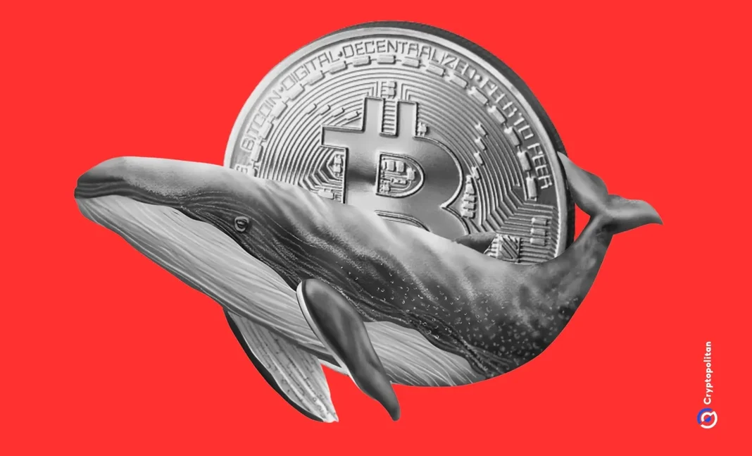 Giant Whale FOMO – He Bought a Huge Amount of Bitcoin at Peak Price